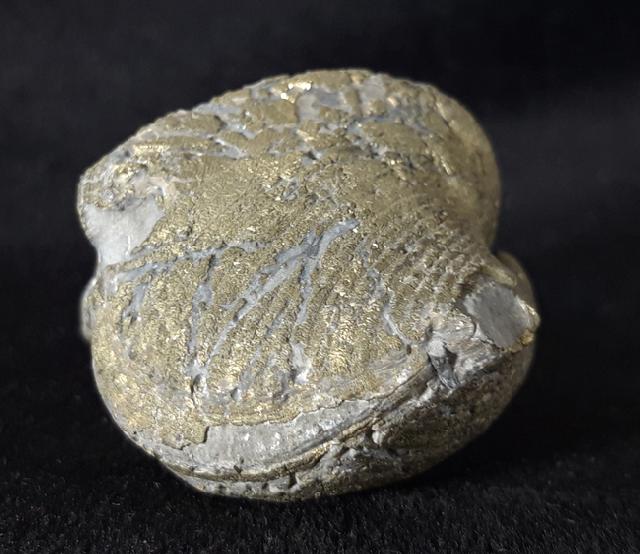 Paraspirifer bownockeri (STEWART 1927) - Bild &copy; FossNet FossilienStore